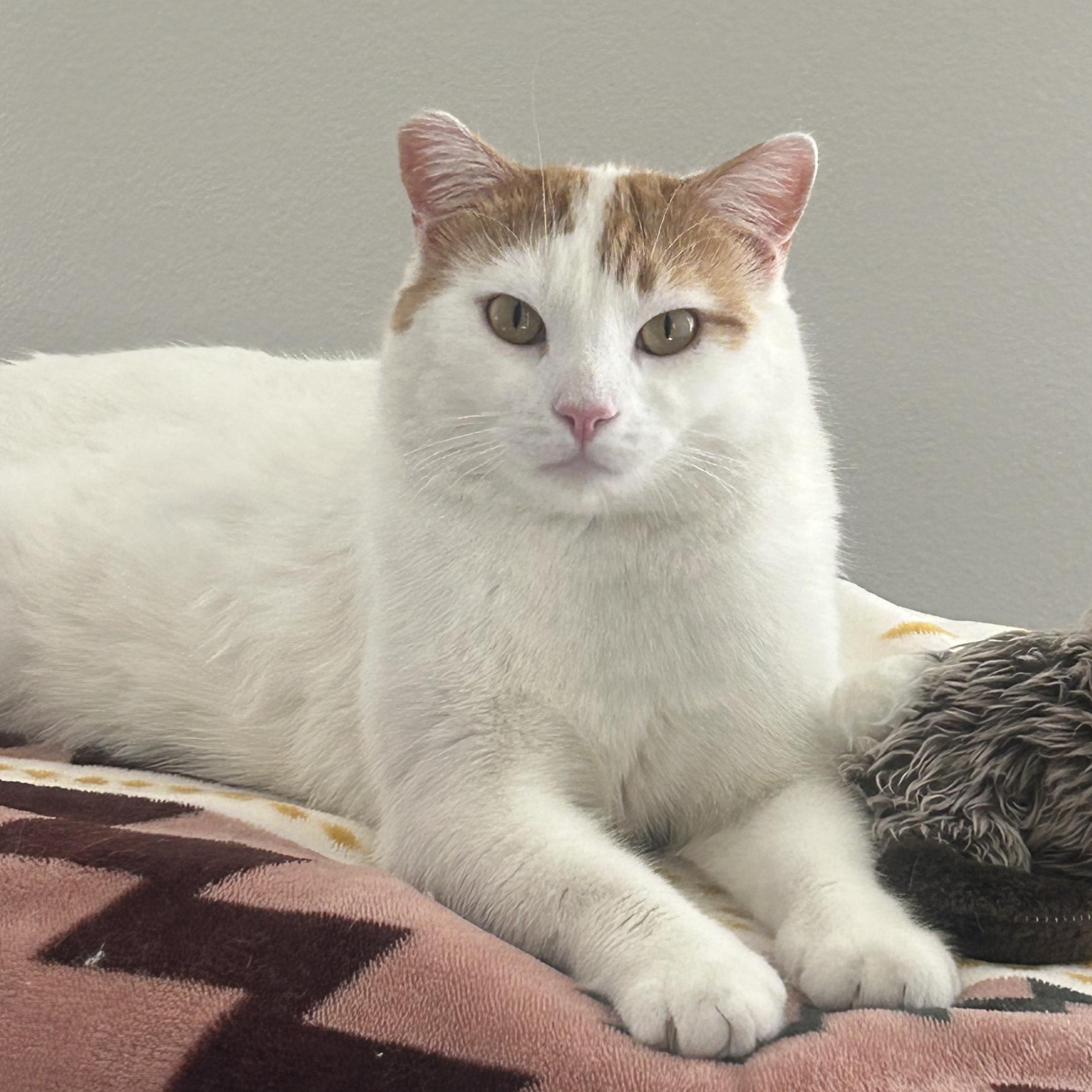 Kitty Koo, Adopted, Young Male Domestic Short Hair & Turkish Van.