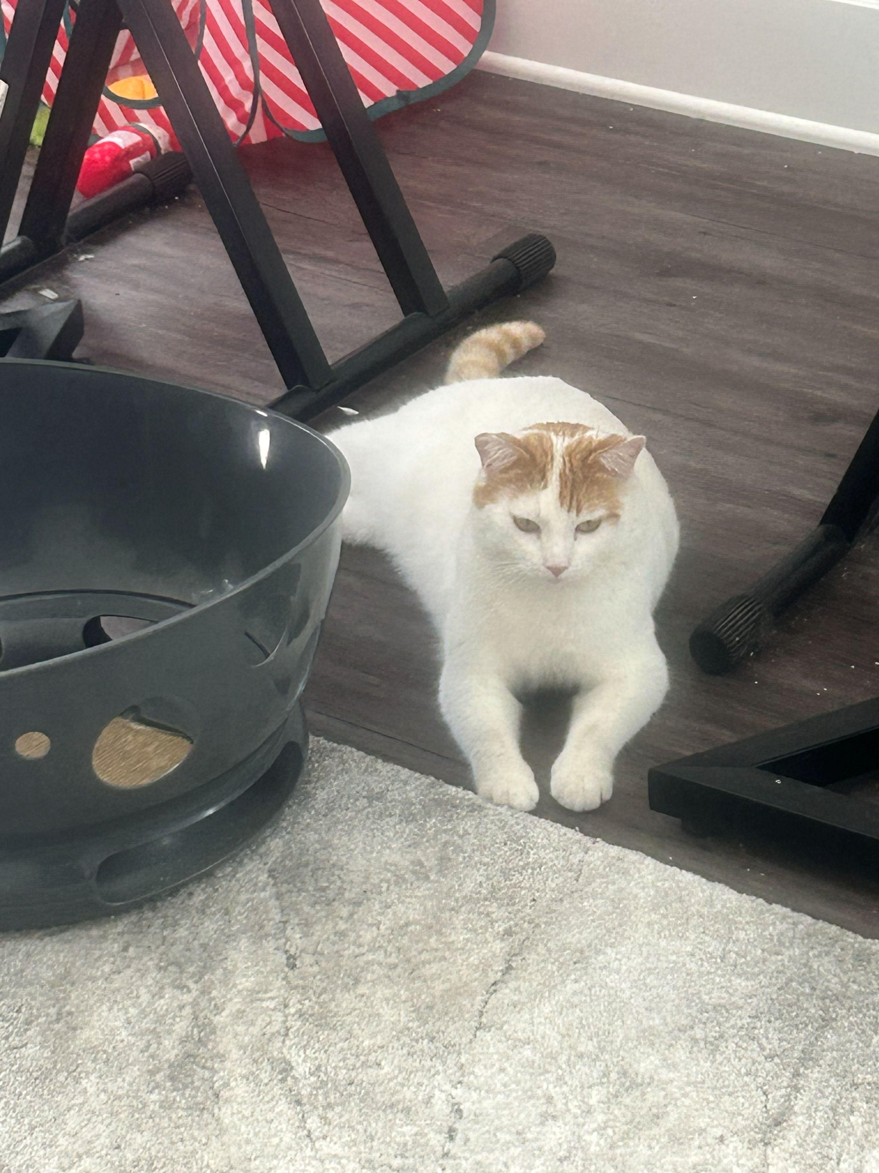 Enlarge Kitty Koo, a Adopted mixed breed in Pasadena, CA image 3/5