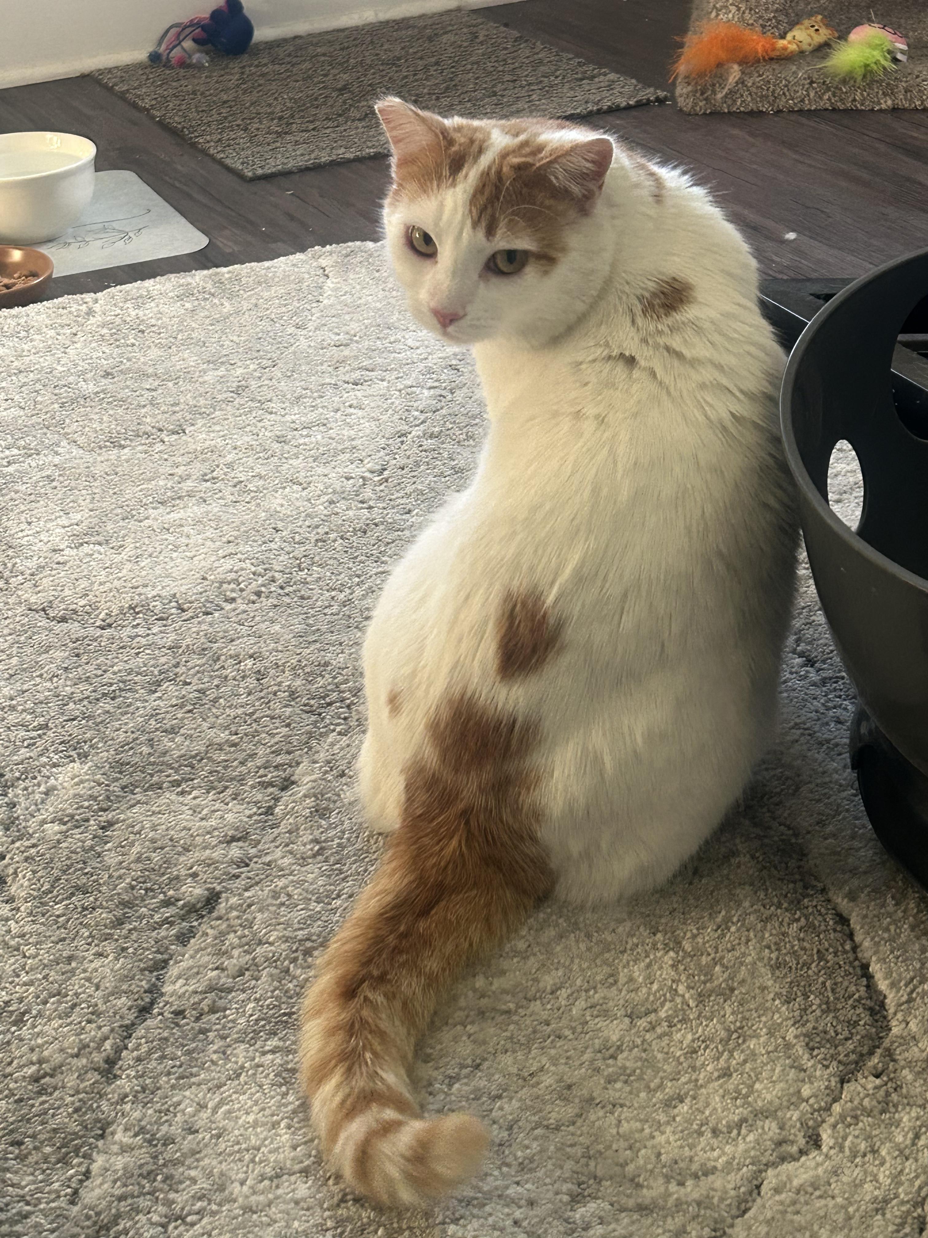 Enlarge Kitty Koo, a Adopted mixed breed in Pasadena, CA image 4/5
