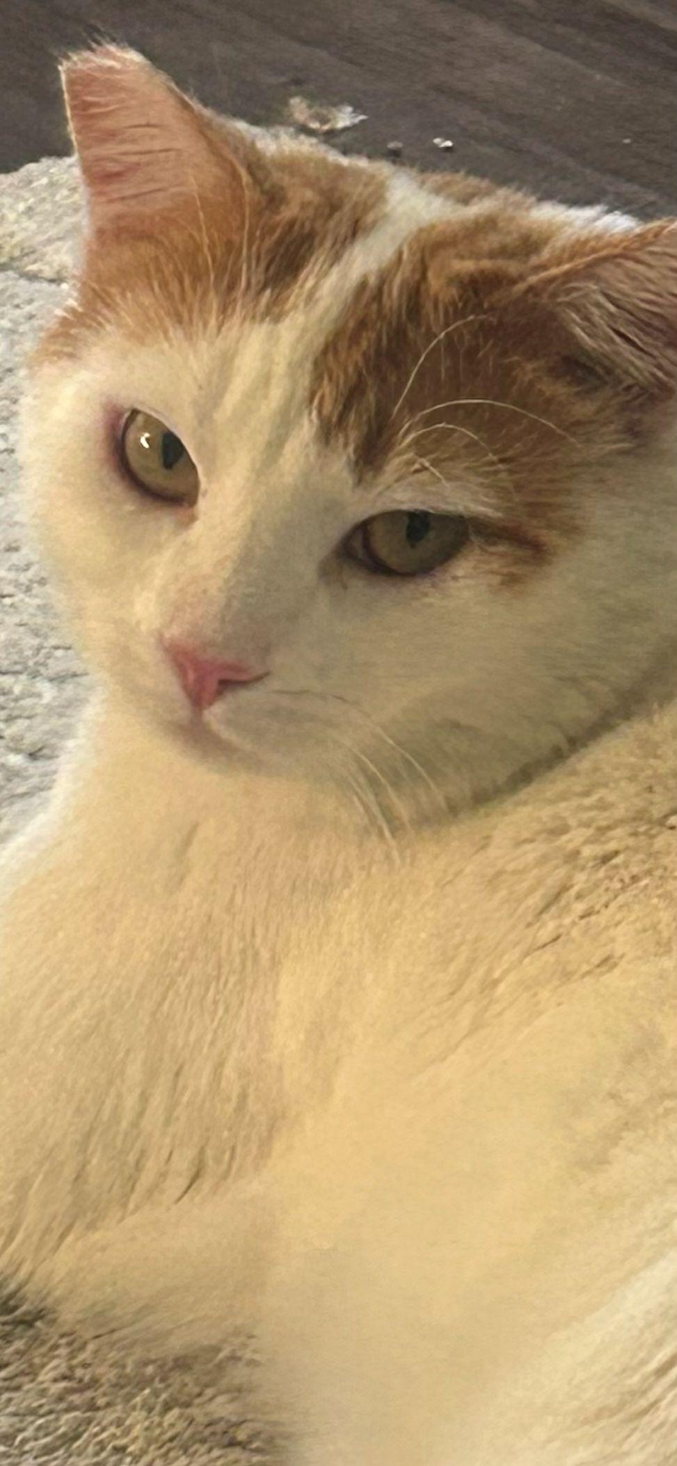 Enlarge Kitty Koo, a Adopted mixed breed in Pasadena, CA image 2/5