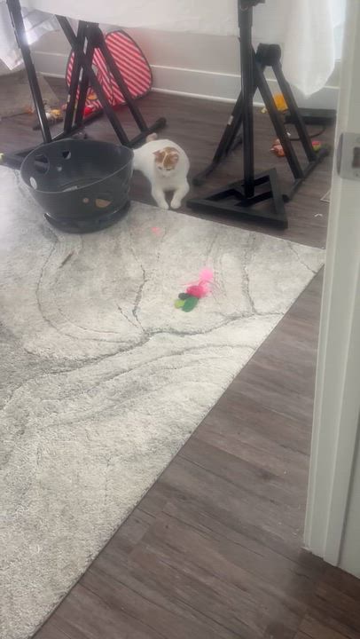 Enlarge Kitty Koo, a Adopted mixed breed in Pasadena, CA video 5/5