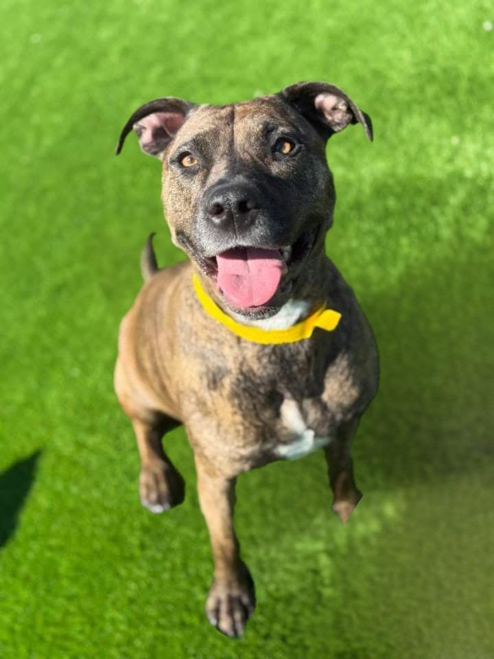 Enlarge Penny, a Adoptable mixed breed in Tulsa, OK image 1/6