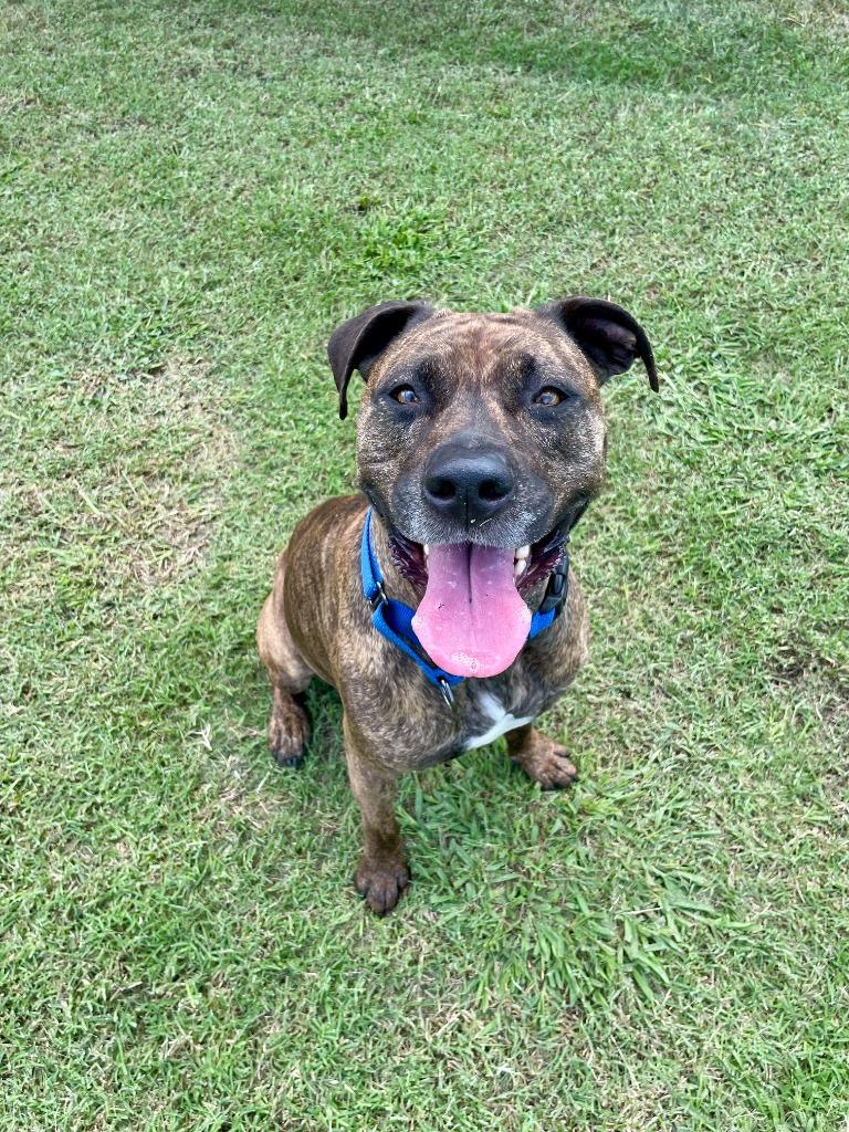 Penny, a Adoptable mixed breed in Tulsa, OK image 2/6