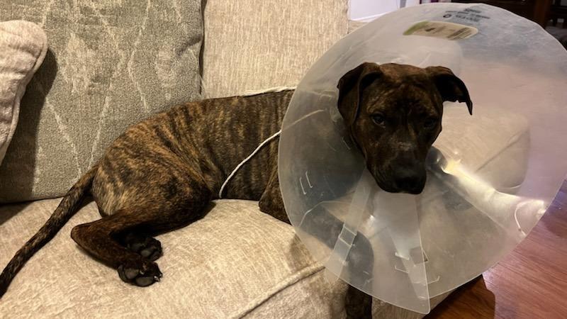 Penny, Adoptable, Adult Female Plott Hound.