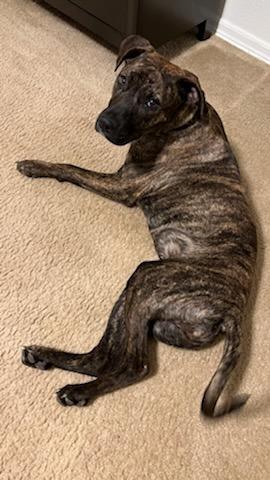 Enlarge Penny, a Adoptable mixed breed in Tulsa, OK image 3/6