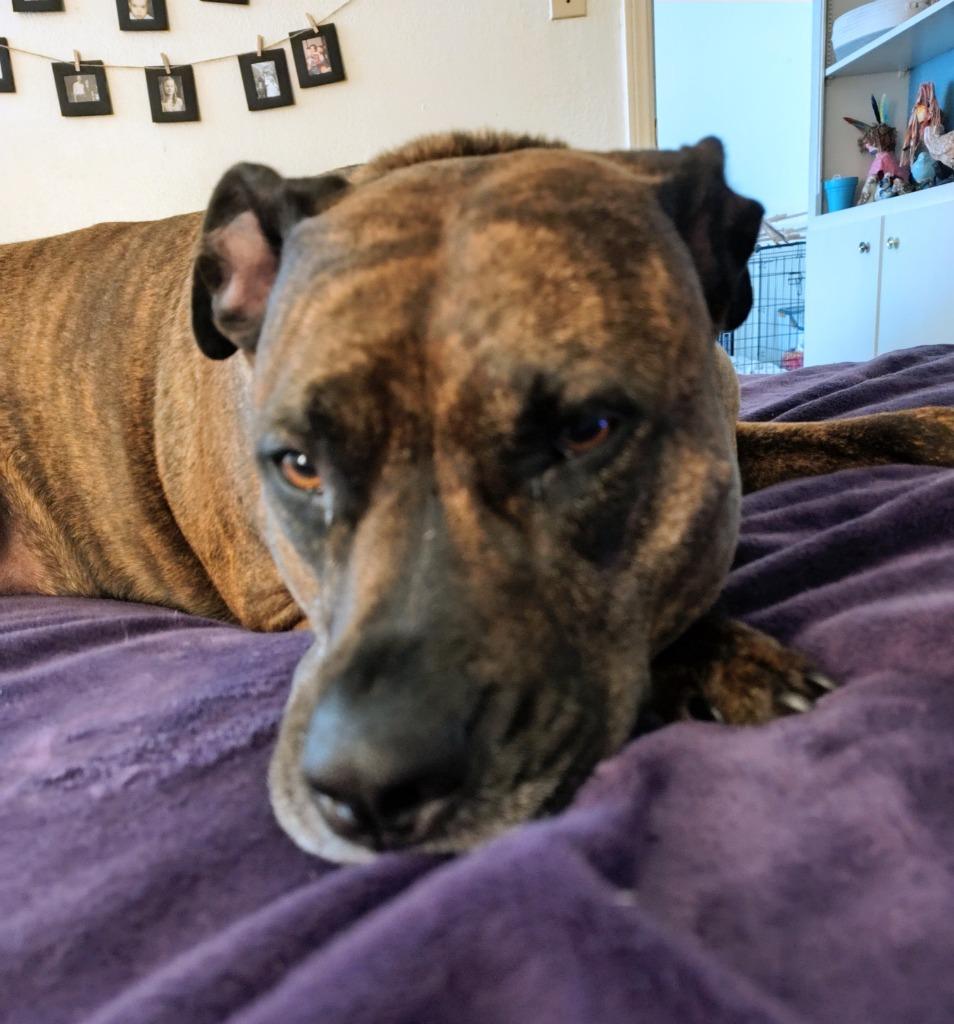 Enlarge Penny, a Adoptable mixed breed in Tulsa, OK image 1/6