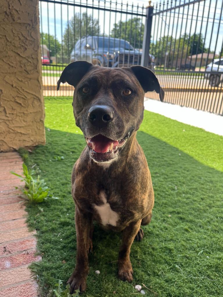 Penny, a Adoptable mixed breed in Tulsa, OK image 5/6