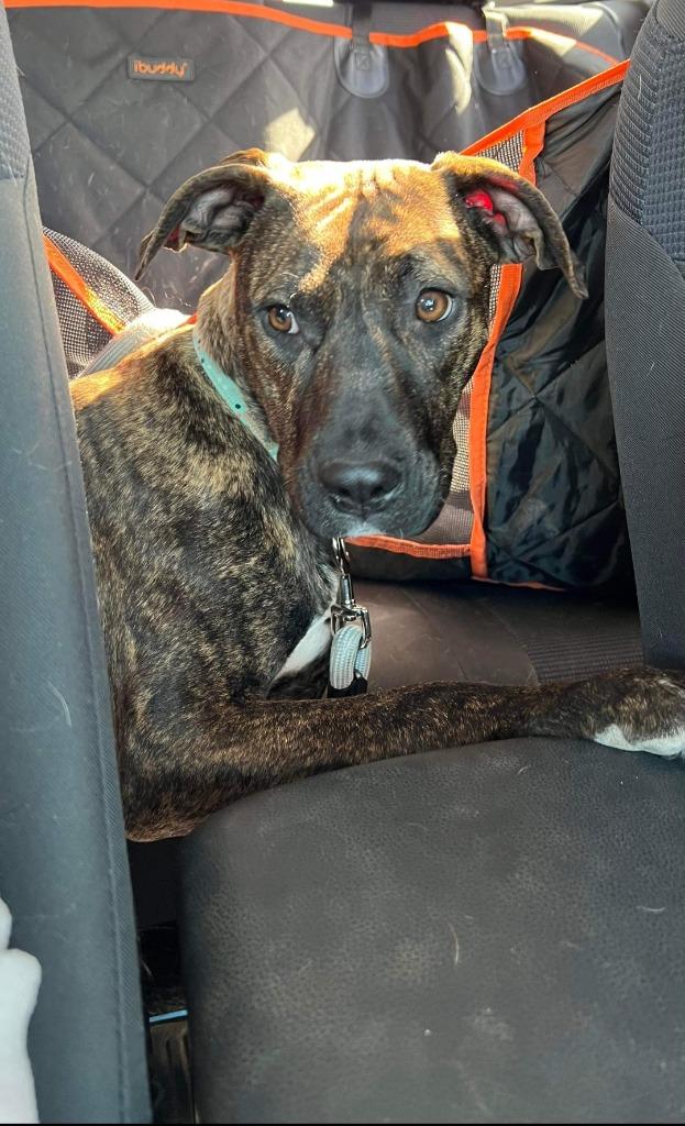 Enlarge Penny, a Adoptable mixed breed in Tulsa, OK image 5/6