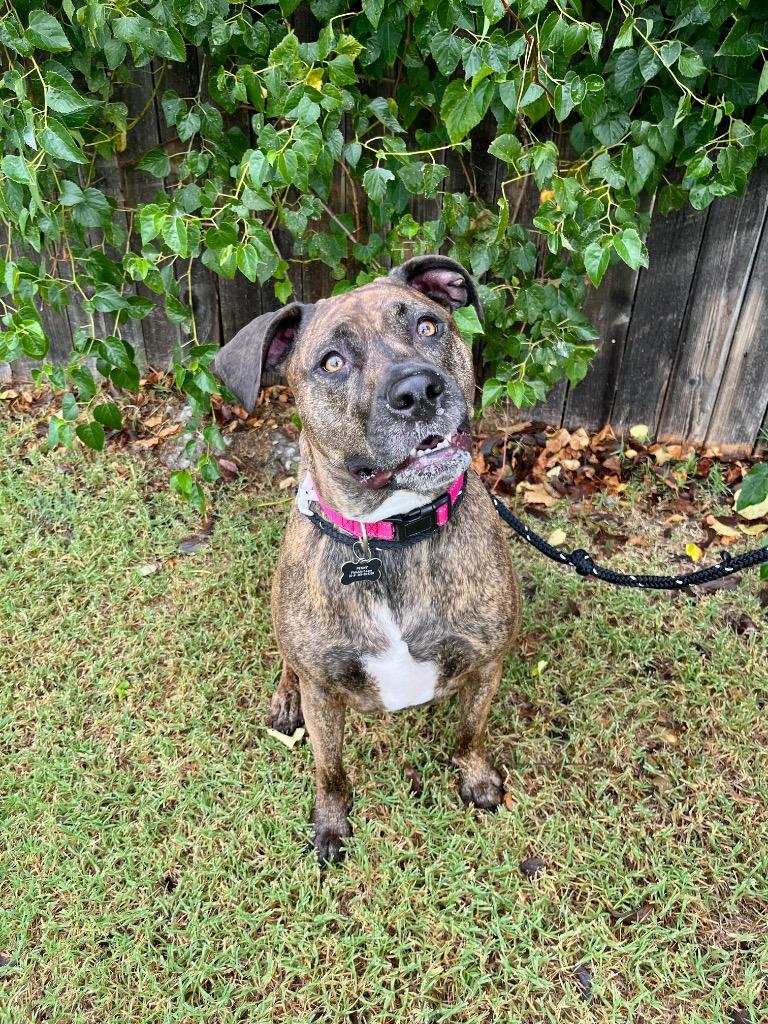 Enlarge Penny, a Adoptable mixed breed in Tulsa, OK image 5/6