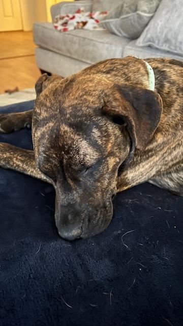 Enlarge Penny, a Adoptable mixed breed in Tulsa, OK image 4/6