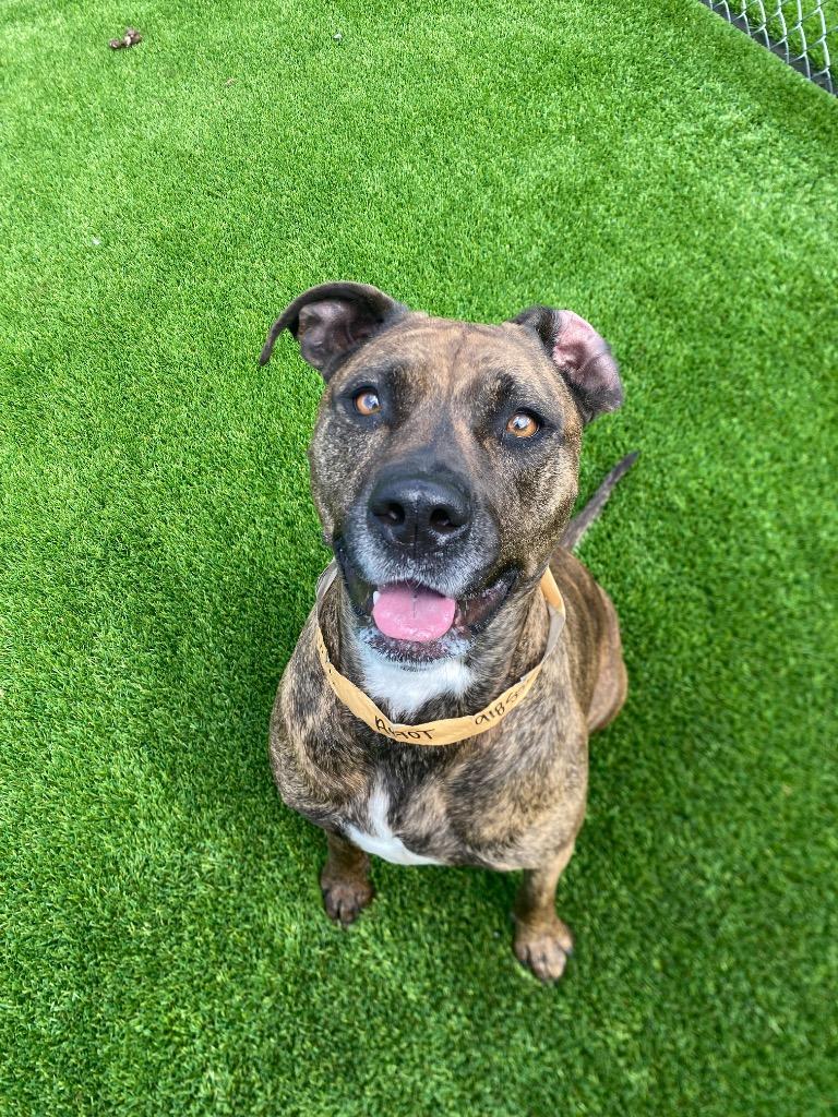 Enlarge Penny, a Adoptable mixed breed in Tulsa, OK image 5/6