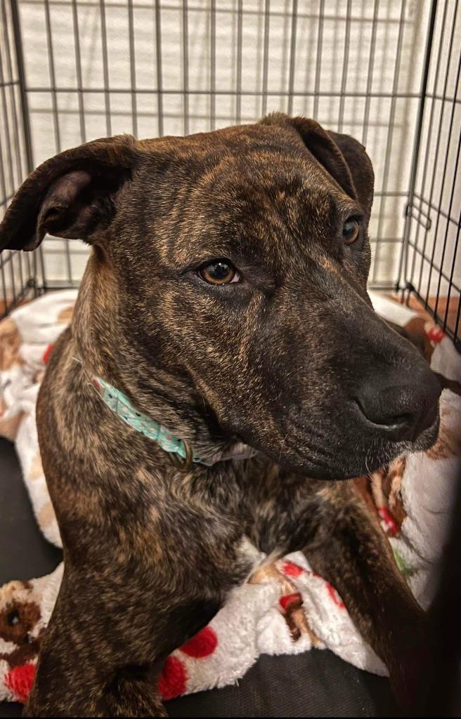 Enlarge Penny, a Adoptable mixed breed in Tulsa, OK image 6/6