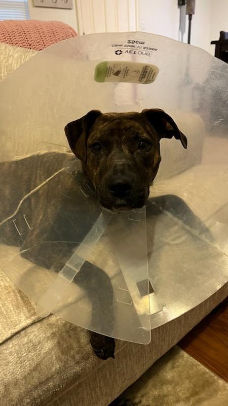 Enlarge Penny, a Adoptable mixed breed in Tulsa, OK image 6/6