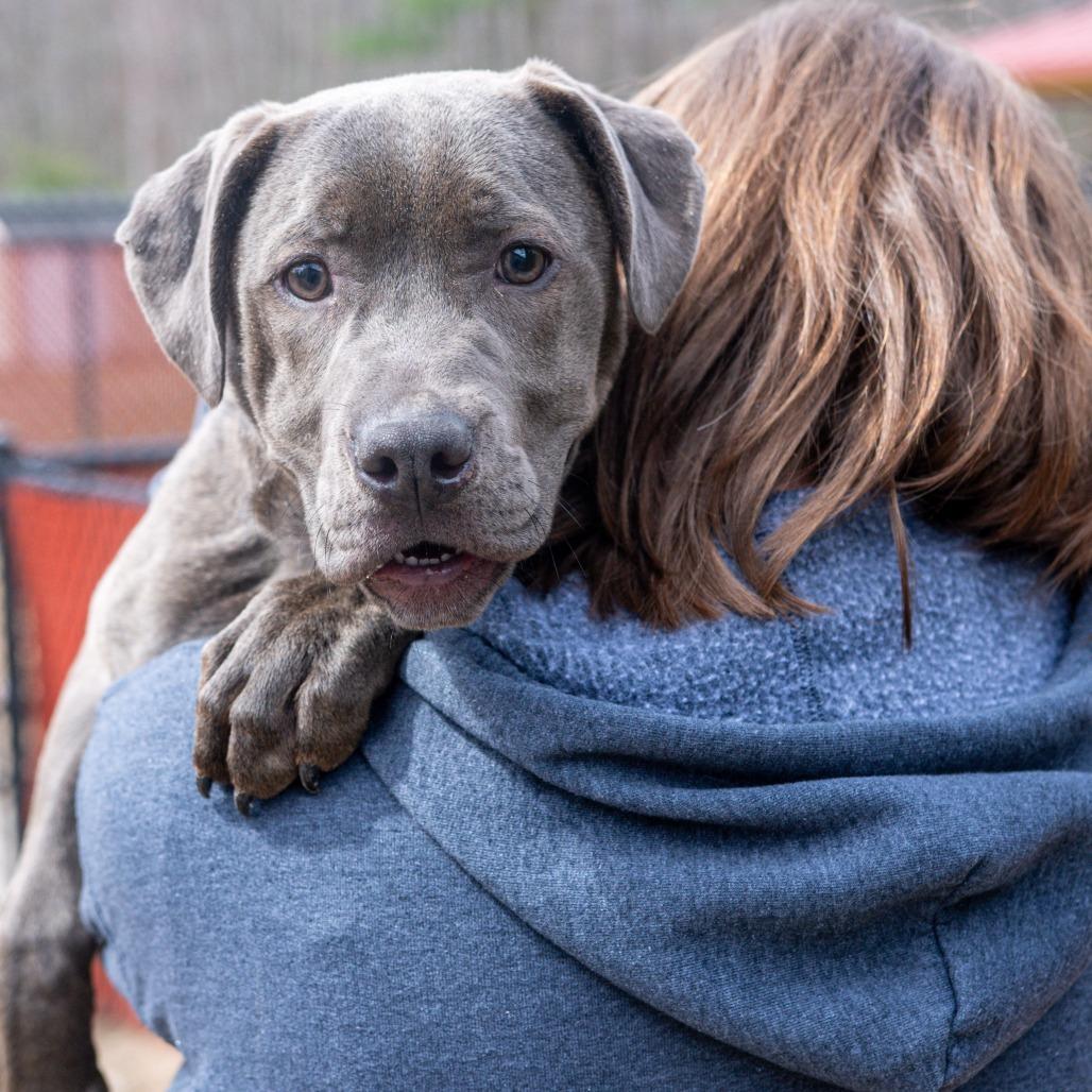 Enlarge Smokey, a Adoptable Mixed Breed in Kennebunk, ME image 1/6