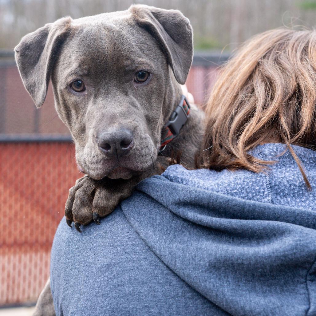 Enlarge Smokey, a Adoptable Mixed Breed in Kennebunk, ME image 2/6