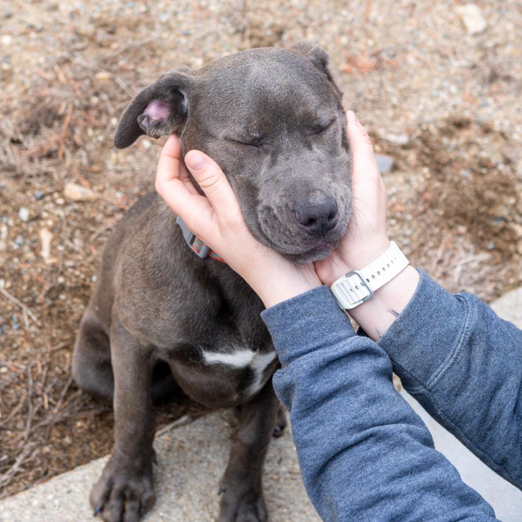 Enlarge Smokey, a Adoptable Mixed Breed in Kennebunk, ME image 3/6