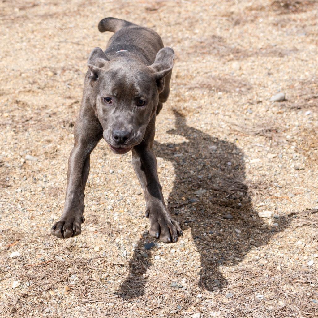 Enlarge Smokey, a Adoptable Mixed Breed in Kennebunk, ME image 4/6