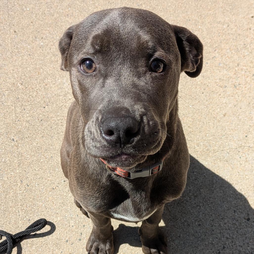 Enlarge Smokey, a Adoptable Mixed Breed in Kennebunk, ME image 5/6