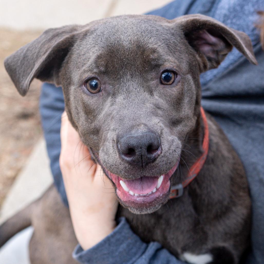 Enlarge Smokey, a Adoptable Mixed Breed in Kennebunk, ME image 6/6