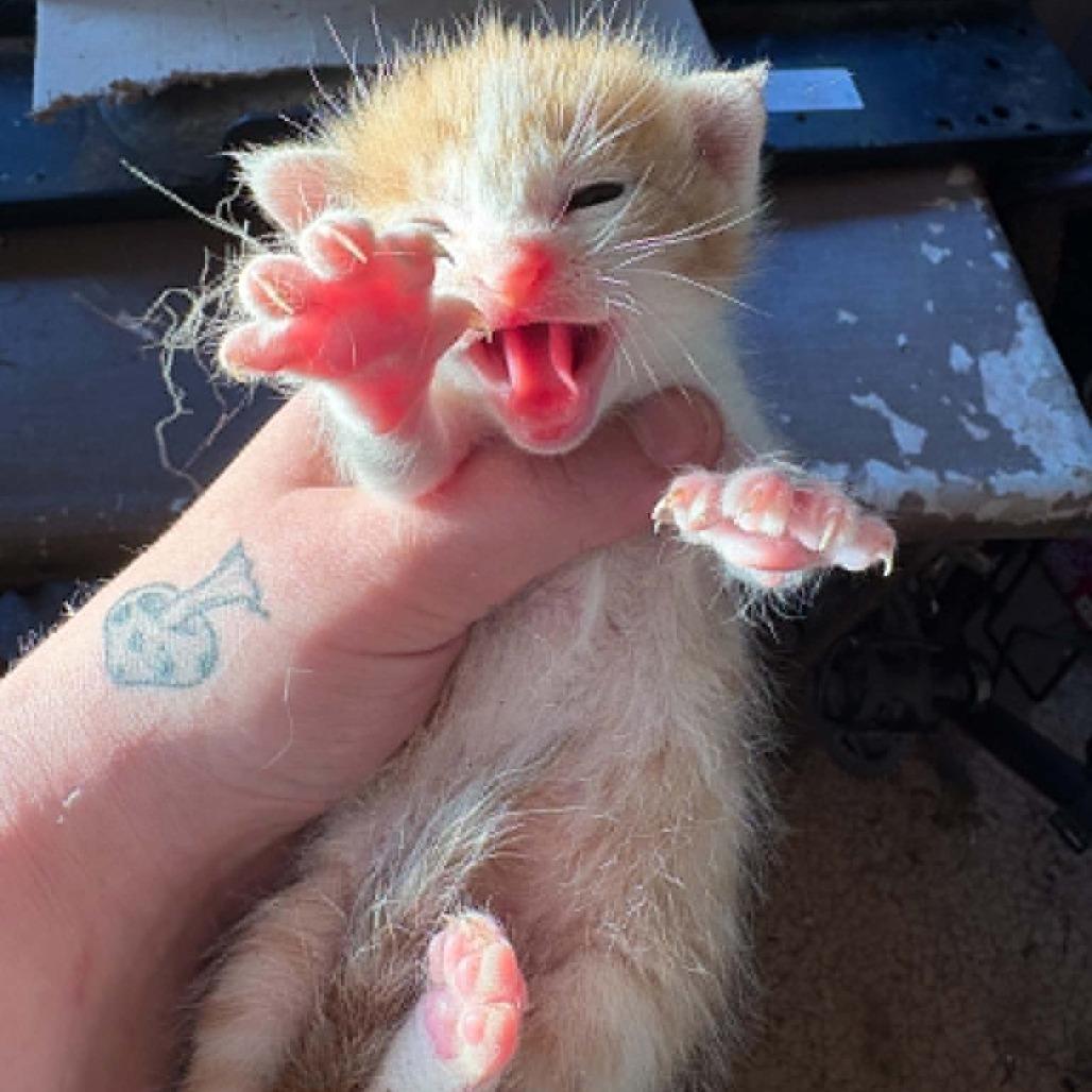 TikTok, Adoptable, Kitten Female Domestic Short Hair.