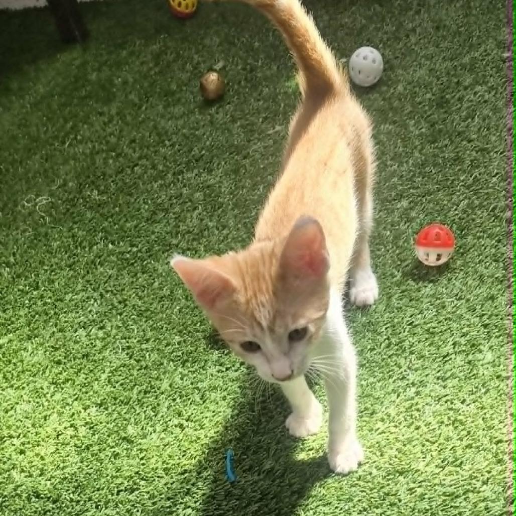 Enlarge TikTok, a Adoptable Domestic Short Hair in Las Cruces, NM image 2/3