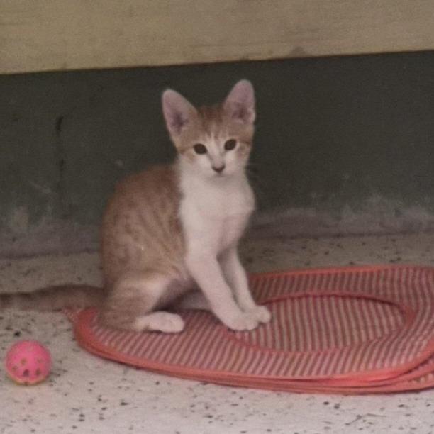 Enlarge TikTok, a Adoptable Domestic Short Hair in Las Cruces, NM image 3/3