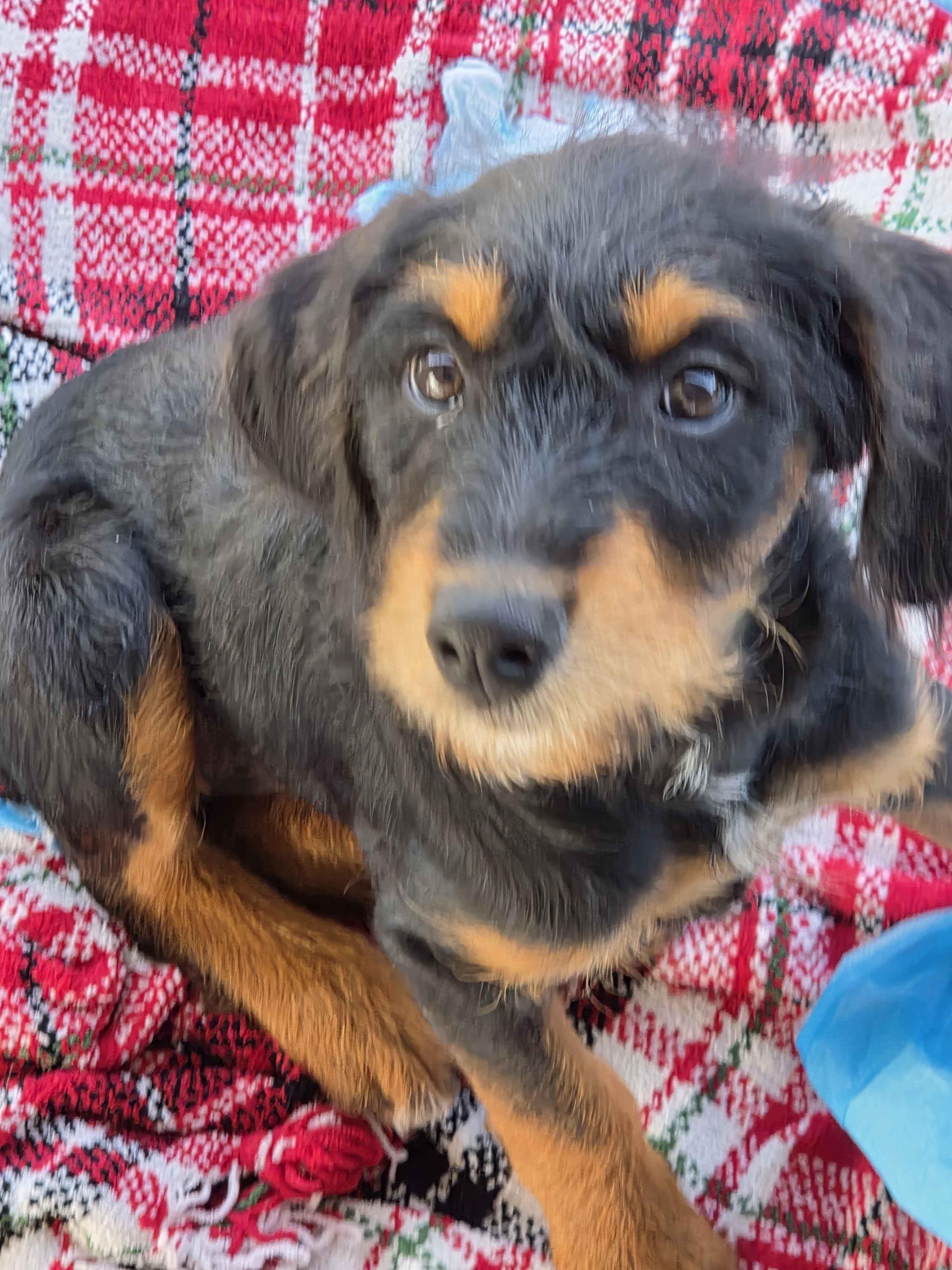 Enlarge Sweet Pea, a Adoptable mixed breed in Tinley Park, IL image 1/3