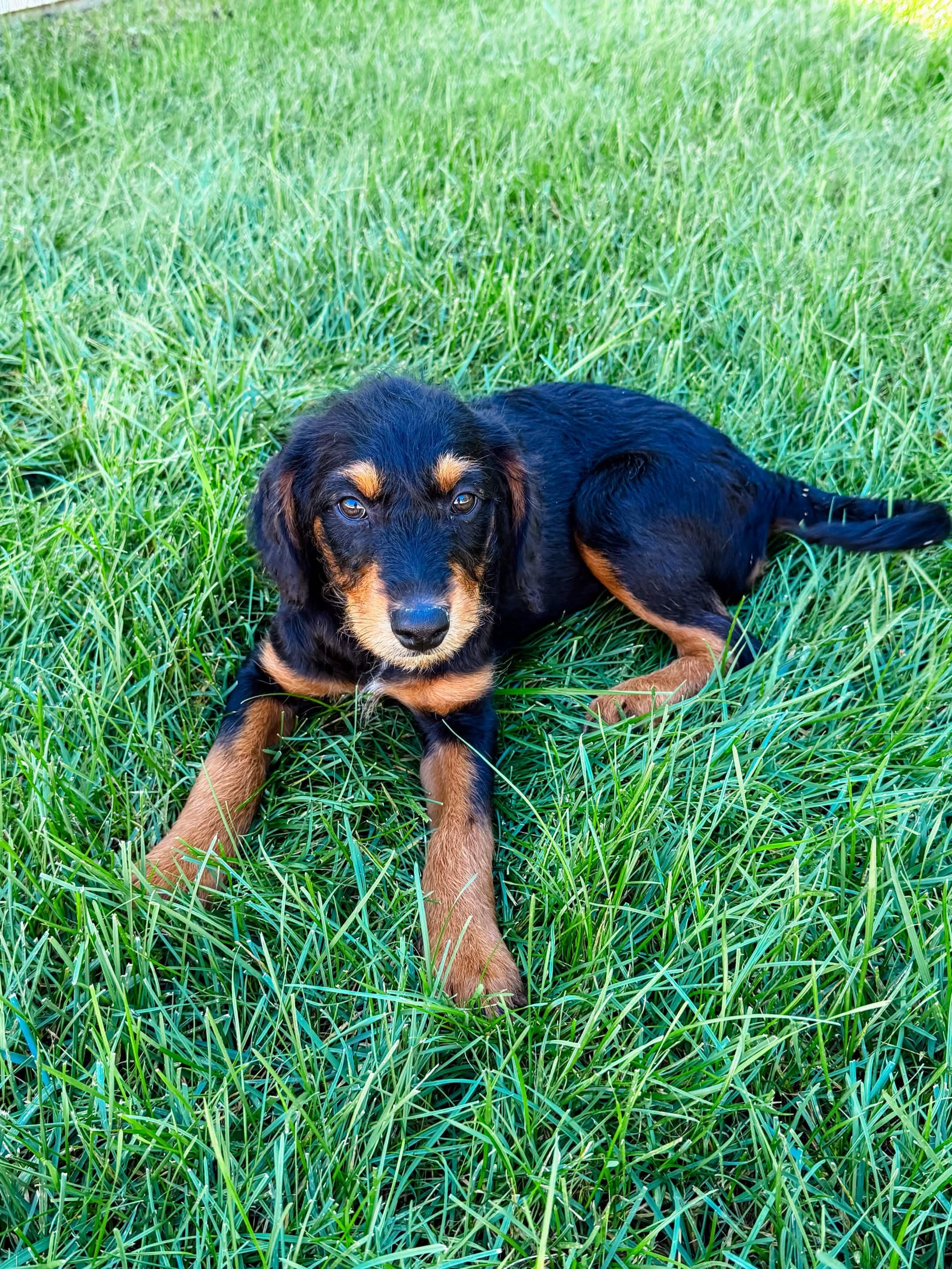Enlarge Sweet Pea, a Adoptable mixed breed in Tinley Park, IL image 3/3