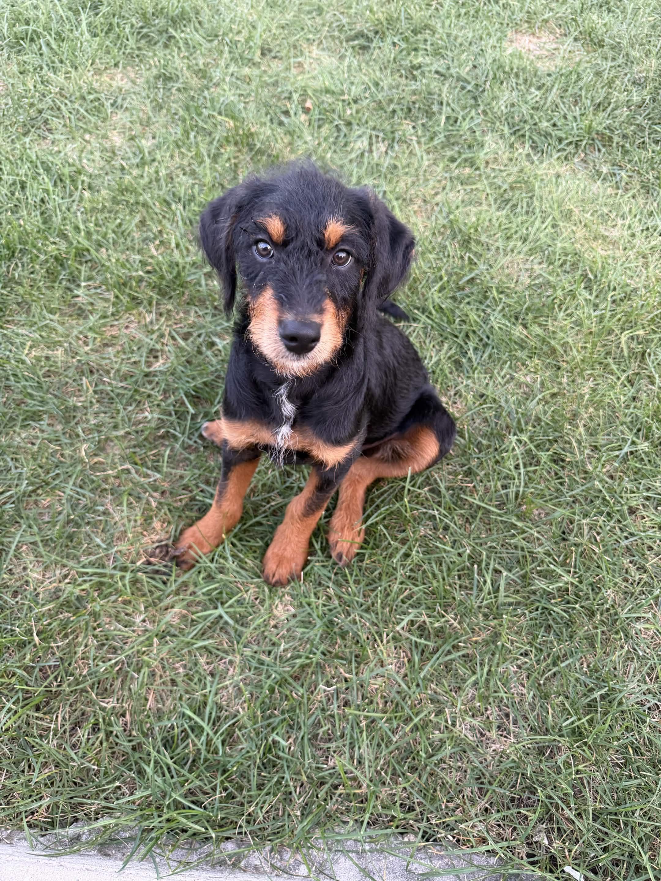 Enlarge Sweet Pea, a Adoptable mixed breed in Tinley Park, IL image 2/3