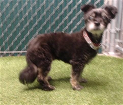 BERTHA, Adoptable, Adult Female Terrier.