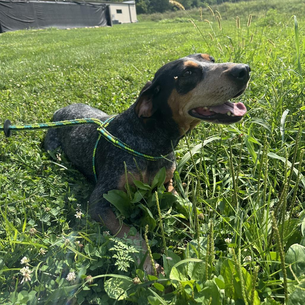 Dixie, a Adoptable Bluetick Coonhound in Batavia, OH image 1/6