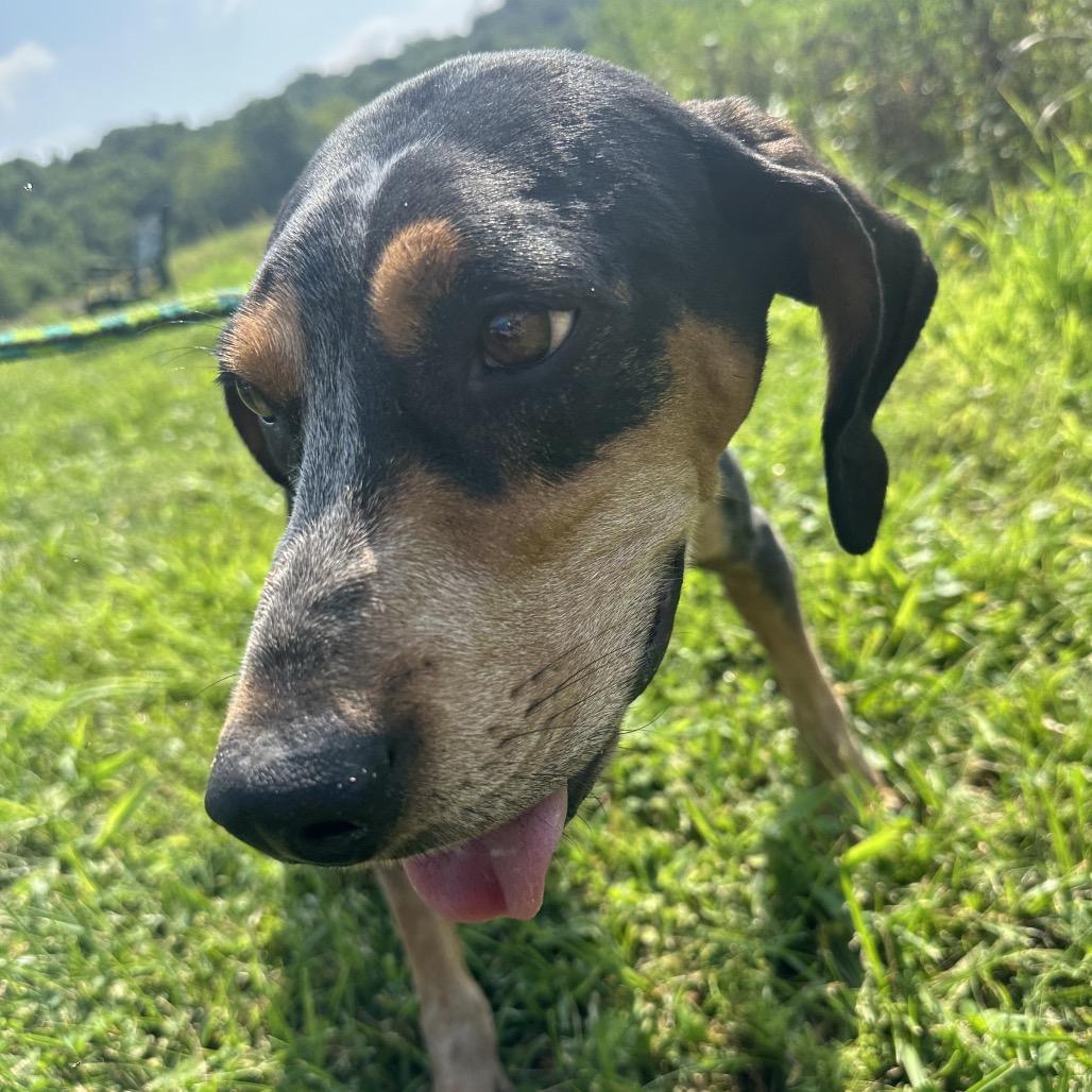 Dixie, a Adoptable Bluetick Coonhound in Batavia, OH image 2/6