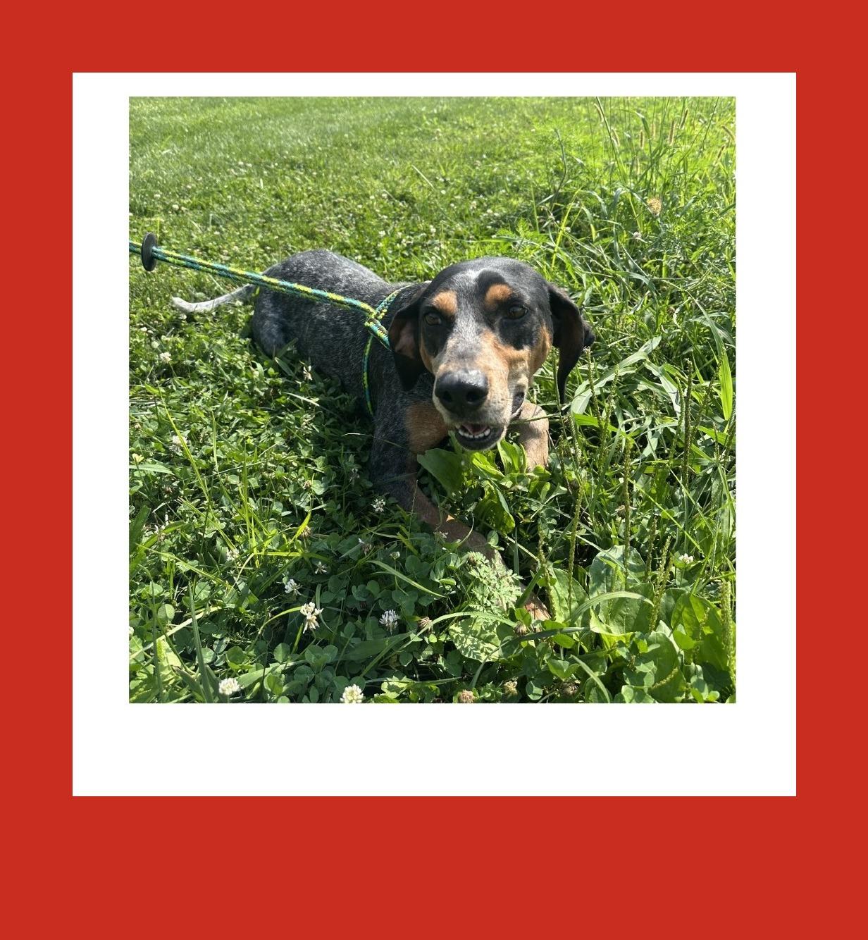 Enlarge Dixie, a Adoptable Bluetick Coonhound in Batavia, OH image 3/6