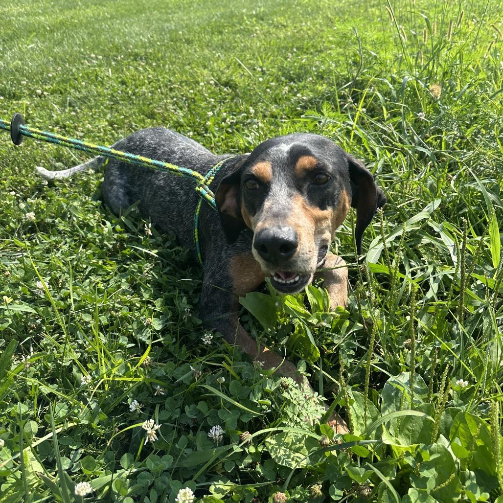 Dixie, a Adoptable Bluetick Coonhound in Batavia, OH image 3/6