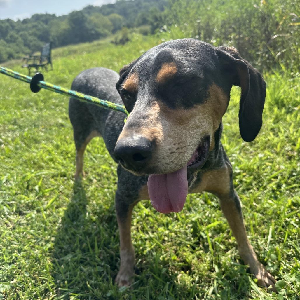 Dixie, a Adoptable Bluetick Coonhound in Batavia, OH image 4/6