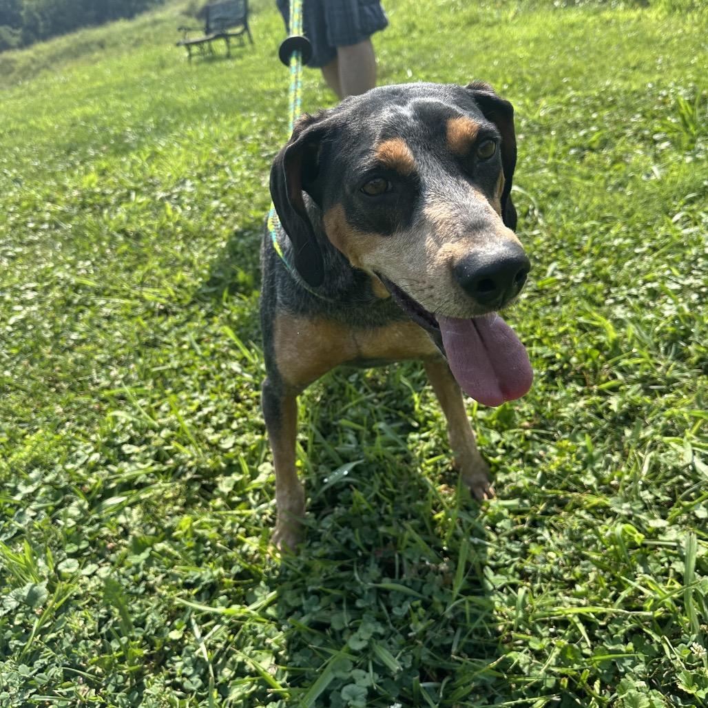 Dixie, a Adoptable Bluetick Coonhound in Batavia, OH image 5/6