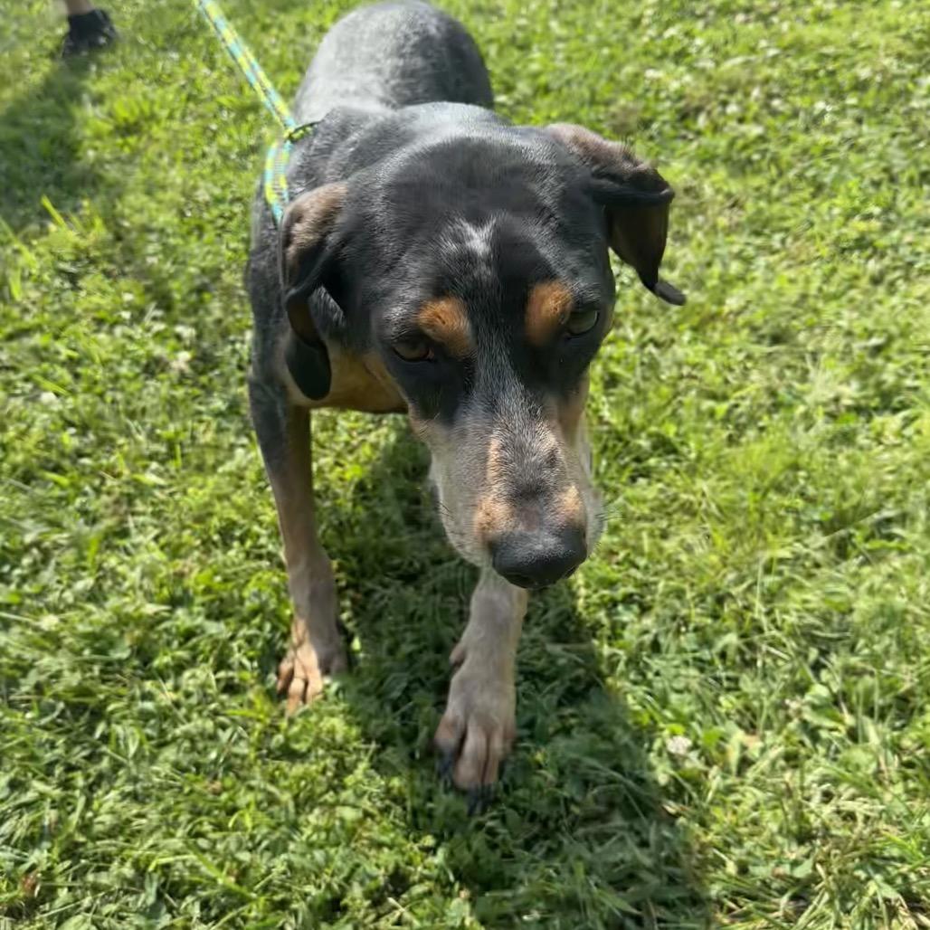 Dixie, a Adoptable Bluetick Coonhound in Batavia, OH image 6/6