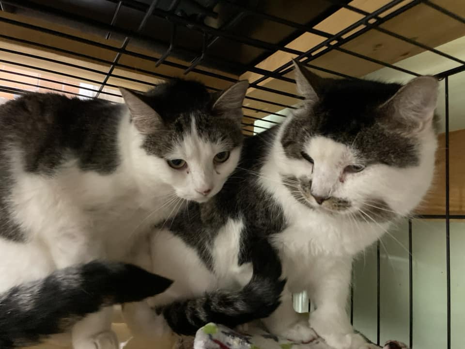 Davies & Dayton- BONDED PAIR, a Adoptable Domestic Short Hair in Woodstock, CT image 1/3