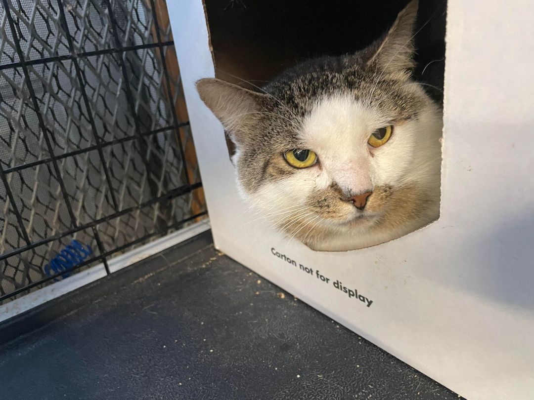 Davies & Dayton- BONDED PAIR, a Adoptable Domestic Short Hair in Woodstock, CT image 2/3