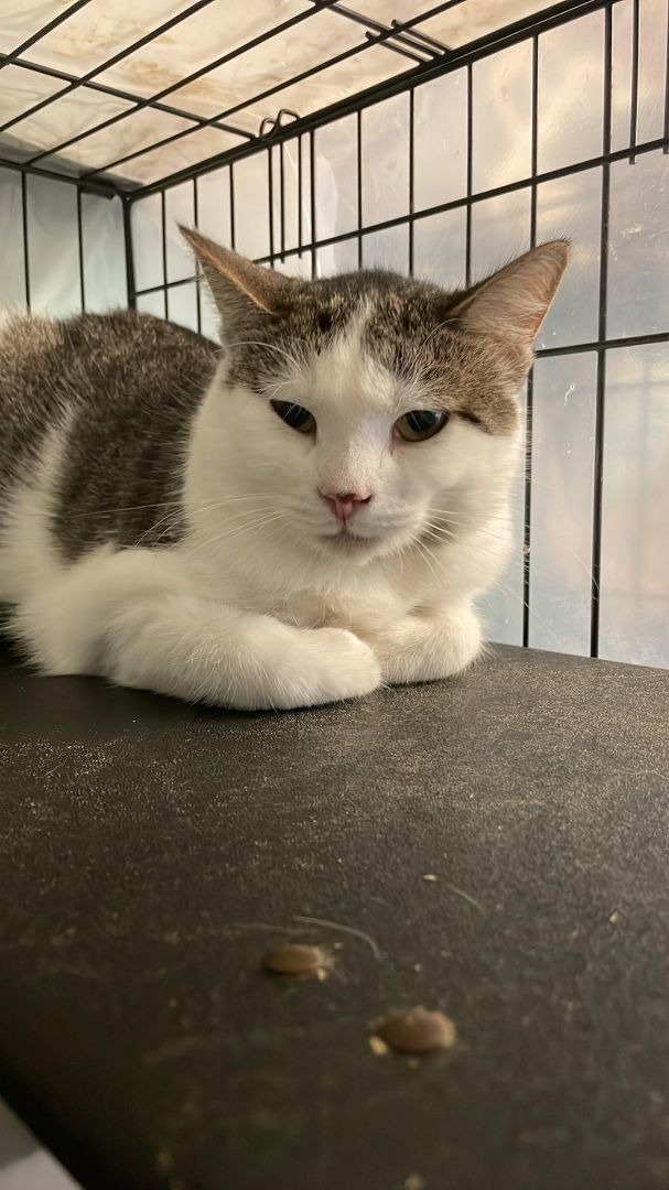 Davies & Dayton- BONDED PAIR, a Adoptable Domestic Short Hair in Woodstock, CT image 3/3