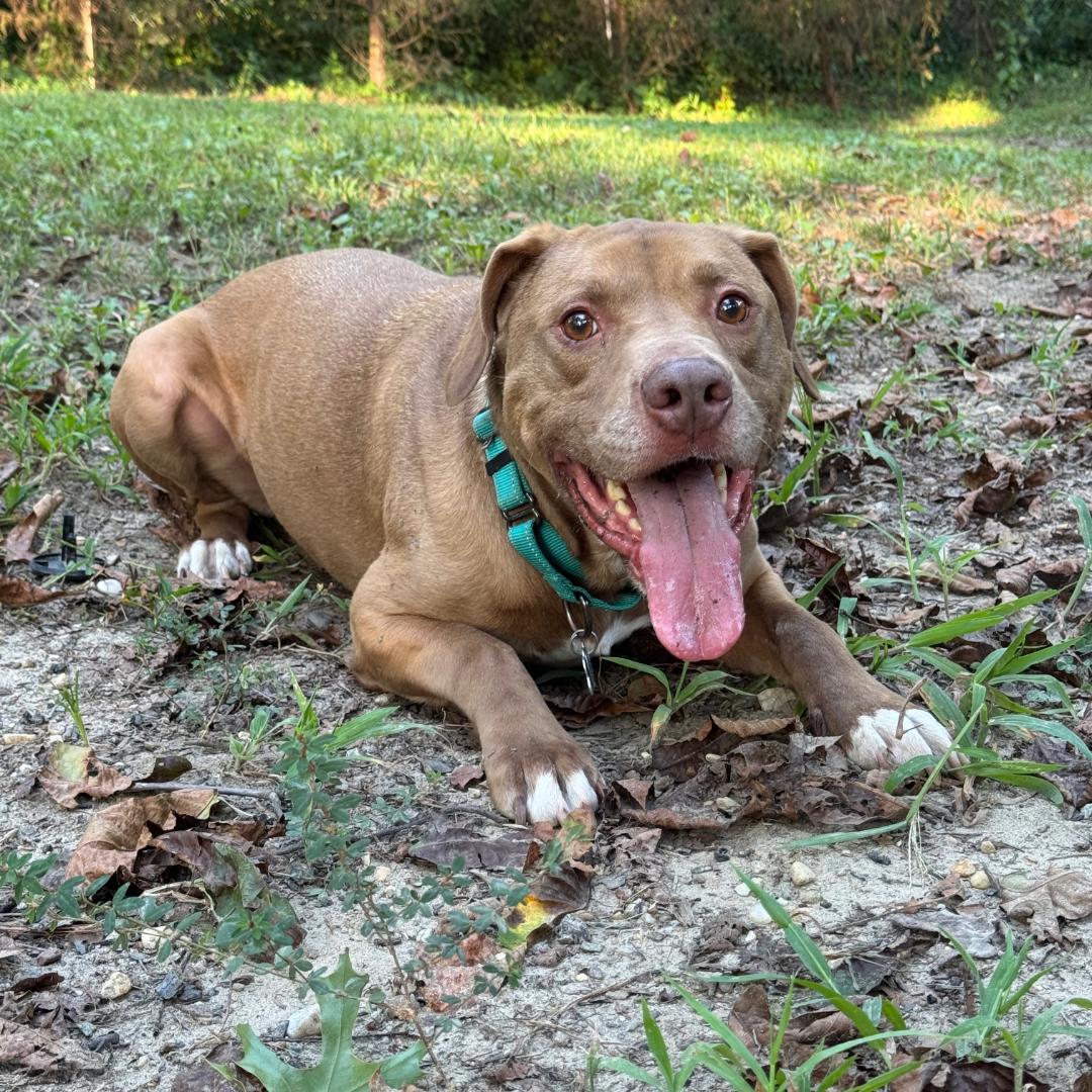 Enlarge Dillard, a Adoptable mixed breed in Midlothian, VA image 5/6