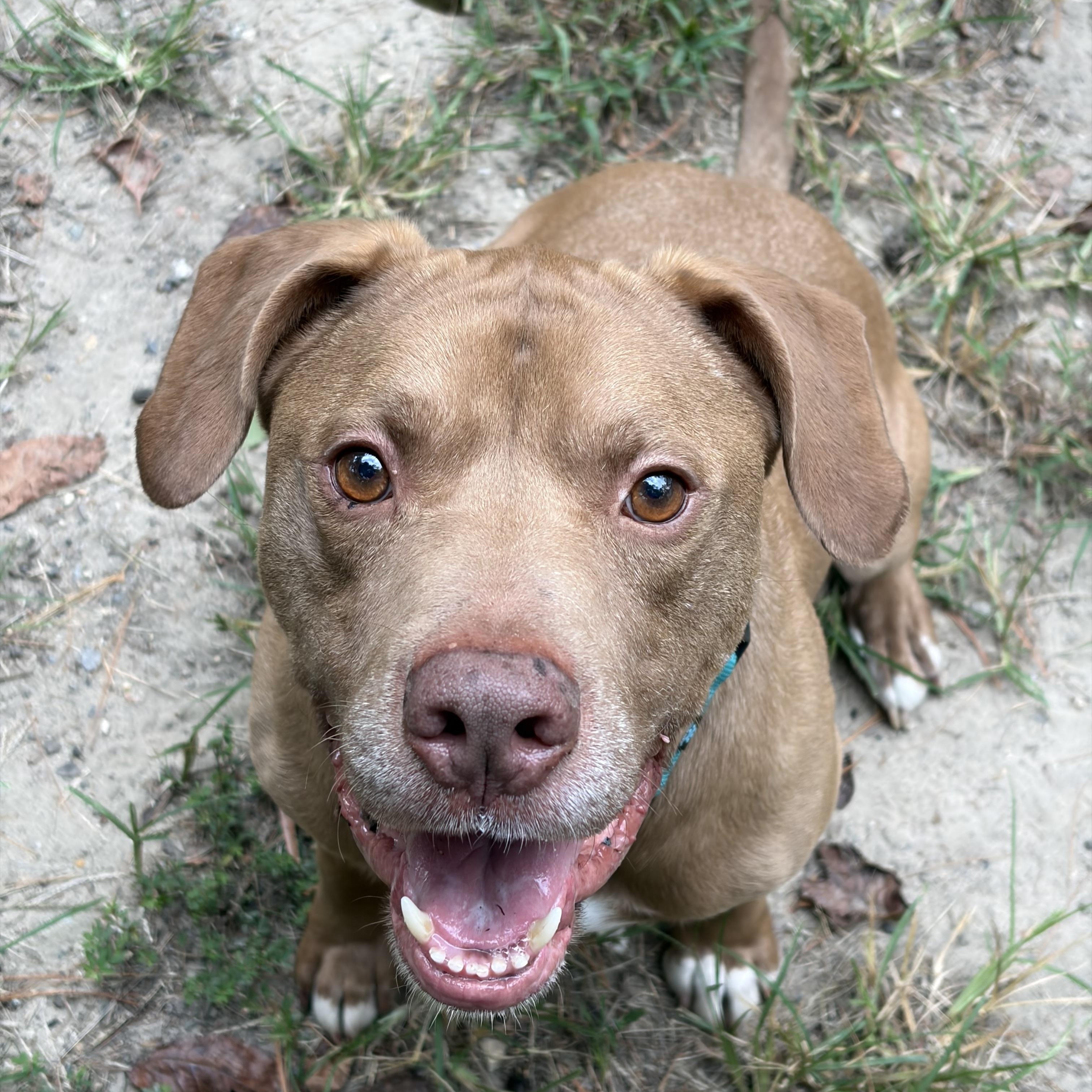 Dillard, Adoptable, Adult Male American Staffordshire Terrier.