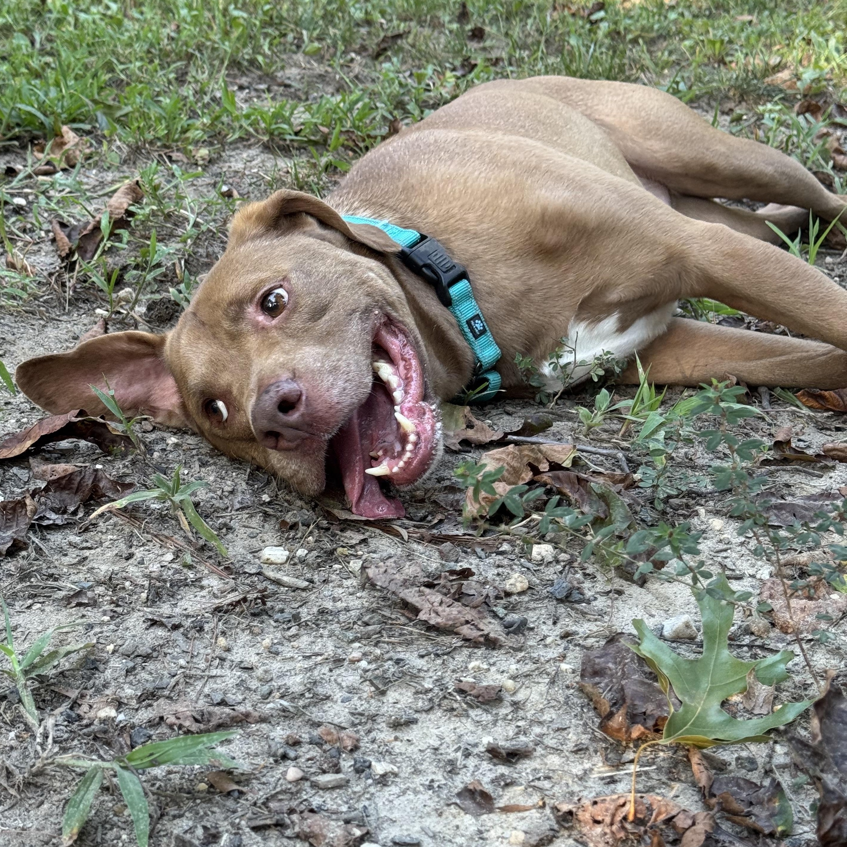Enlarge Dillard, a Adoptable mixed breed in Midlothian, VA image 4/6