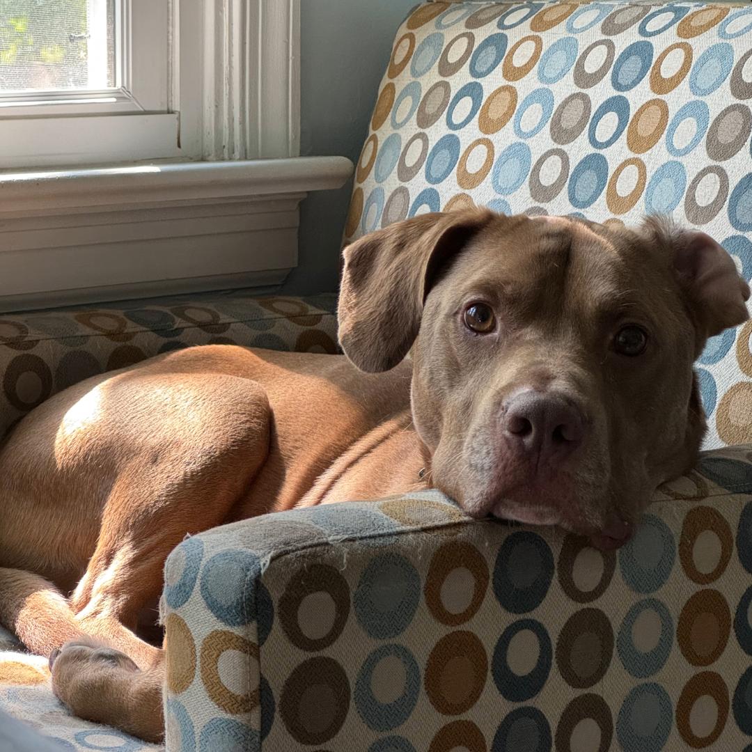 Enlarge Dillard, a Adoptable mixed breed in Midlothian, VA image 2/6