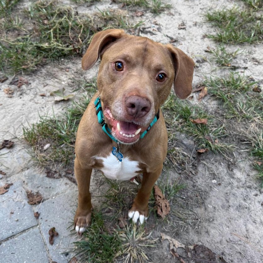 Enlarge Dillard, a Adoptable mixed breed in Midlothian, VA image 3/6
