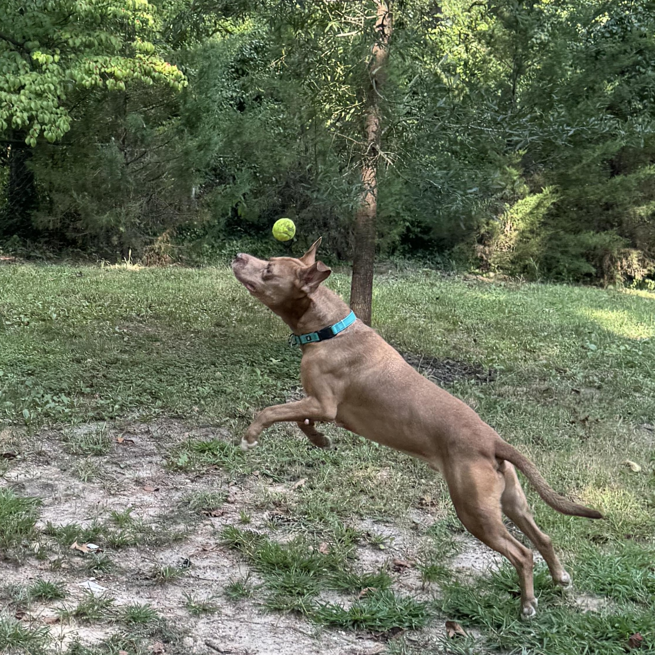 Enlarge Dillard, a Adoptable mixed breed in Midlothian, VA image 6/6