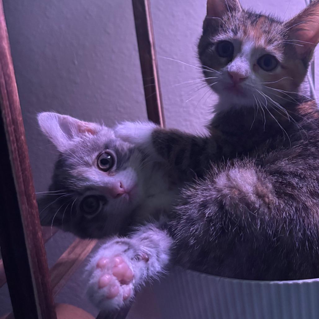 Penny (Bonded), Adoptable, Kitten Female Domestic Short Hair.