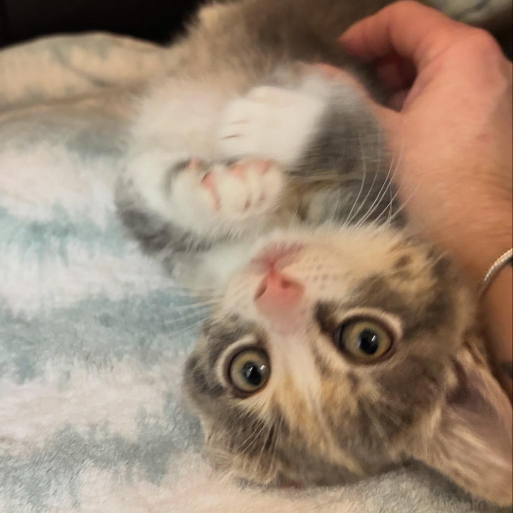 Enlarge Penny (Bonded), a Adoptable Domestic Short Hair in Commerce City, CO image 3/6