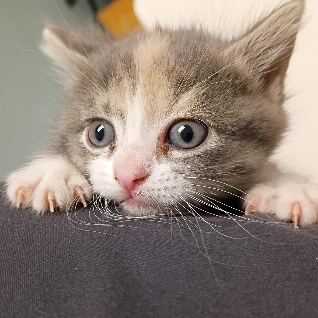 Enlarge Penny (Bonded), a Adoptable Domestic Short Hair in Commerce City, CO image 6/6