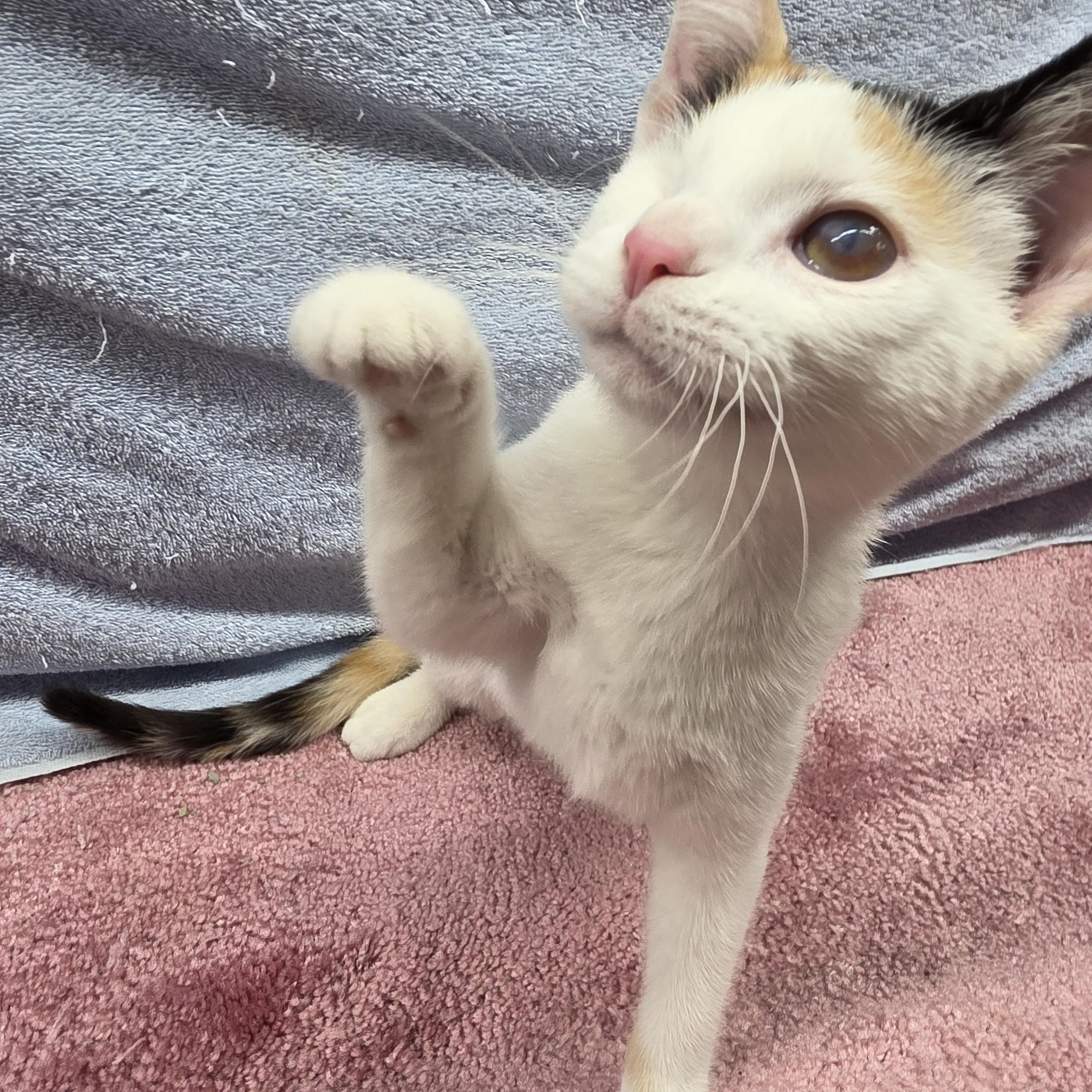 Enlarge Tulip, a Adoptable Domestic Short Hair in Avon, OH image 3/3